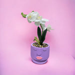 Colored Ceramic Face-Flower Pot With Plant - Home Hatch