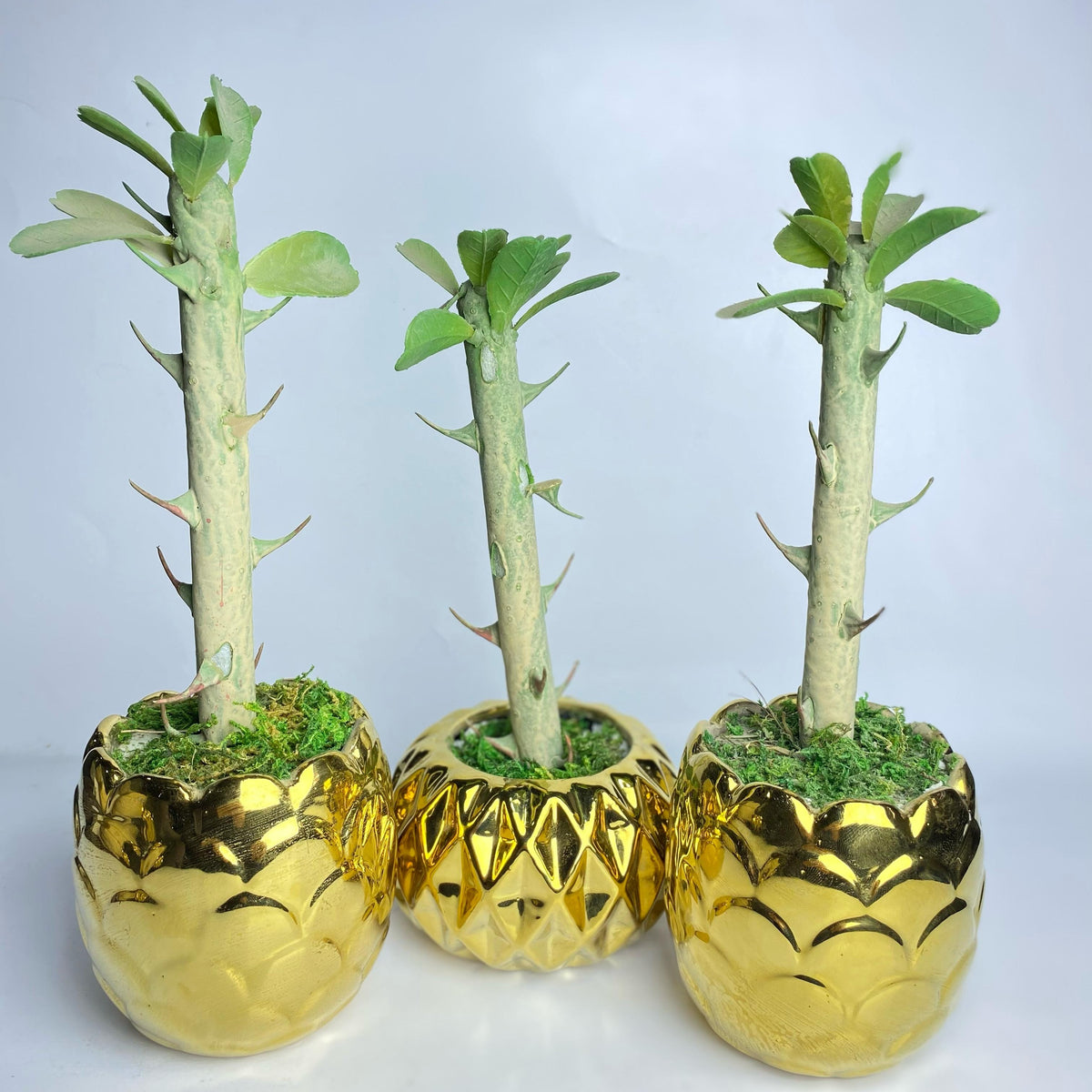 Golden Glow Artificial Succulent | Faux Plant with Ceramic Pineapple Pot