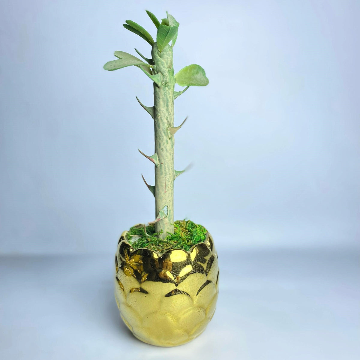 Golden Glow Artificial Succulent | Faux Plant with Ceramic Pineapple Pot