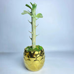 Golden Glow Artificial Succulent | Faux Plant with Ceramic Pineapple Pot