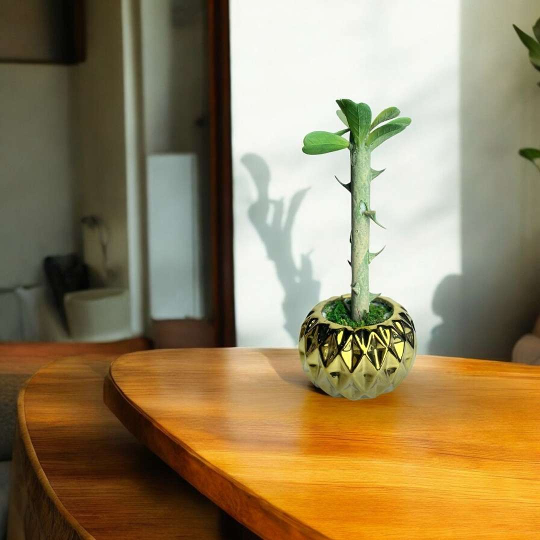 Golden Glow Artificial Succulent | Faux Plant with Ceramic Pineapple Pot