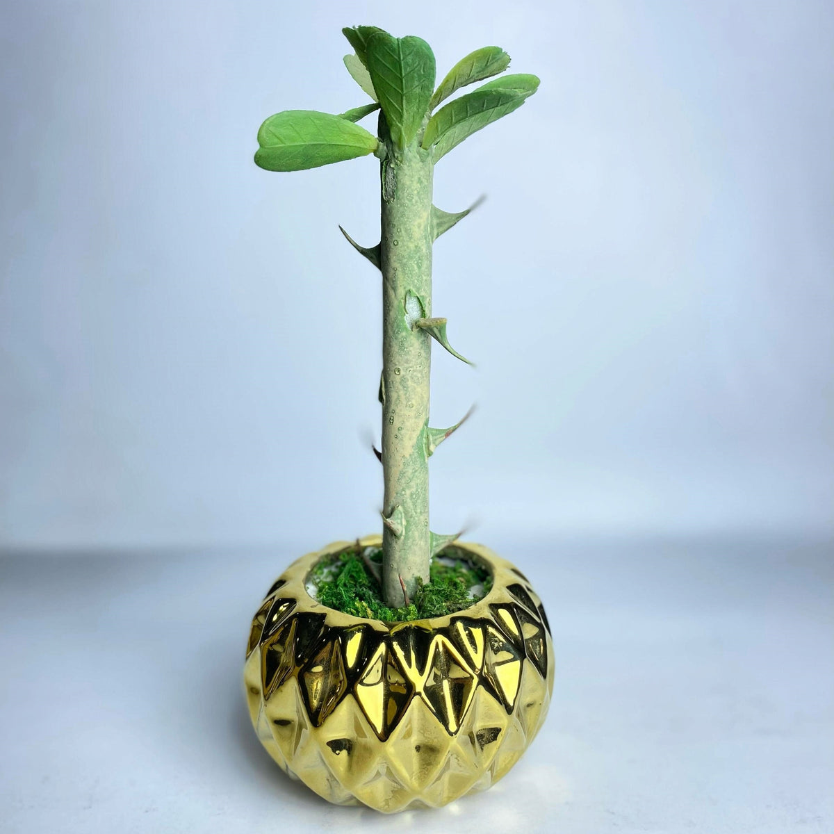Golden Glow Artificial Succulent | Faux Plant with Ceramic Pineapple Pot