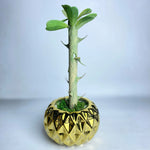 Golden Glow Artificial Succulent | Faux Plant with Ceramic Pineapple Pot