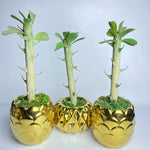 Golden Glow Artificial Succulent | Faux Plant with Ceramic Pineapple Pot