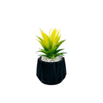 Matt Black Flower Pot With Plant